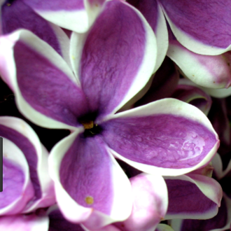 Summer lilac fragrance oil